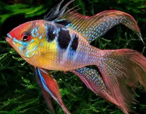 ماهی رامیزی