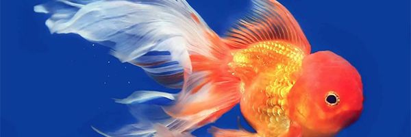 تصویر گلد فیش