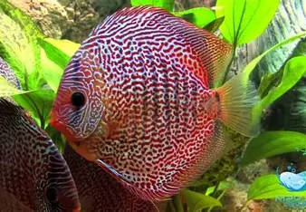 تصویر دیسکس